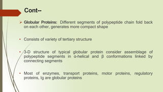 Cont--
 Globular Proteins: Different segments of polypeptide chain fold back
on each other, generates more compact shape
• Consists of variety of tertiary structure
• 3-D structure of typical globular protein consider assemblage of
polypeptide segments in α-helical and β conformations linked by
connecting segments
• Most of enzymes, transport proteins, motor proteins, regulatory
proteins, Ig are globular proteins
 
