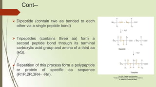 Cont--
 Dipeptide (contain two aa bonded to each
other via a single peptide bond)
 Tripeptides (contains three aa) form a
second peptide bond through its terminal
carboxylic acid group and amino of a third aa
(R3).
 Repetition of this process form a polypeptide
or protein of specific aa sequence
(R1R,2R,3R4∙∙ ∙Rn). Fig. 2.8. Peptide bond formation:
Textbook of Biochemistry with Clinical Correlations
4th edition by Thomas M Devlin
 