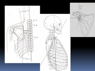 Biomechanics and Functional Anatomy of the Shoulder Complex | PDF