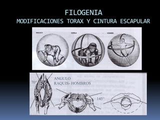 Biomechanics and Functional Anatomy of the Shoulder Complex | PDF