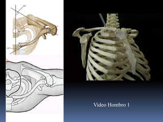 Biomechanics and Functional Anatomy of the Shoulder Complex | PDF