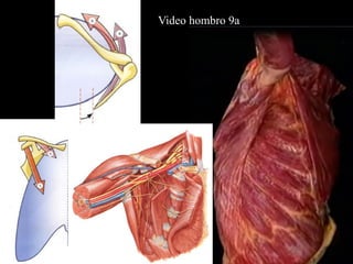 Biomechanics and Functional Anatomy of the Shoulder Complex | PDF