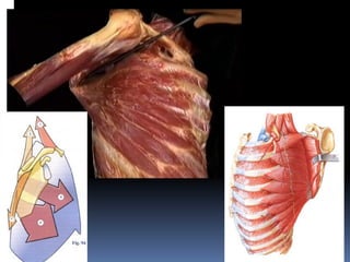 Biomechanics and Functional Anatomy of the Shoulder Complex | PDF