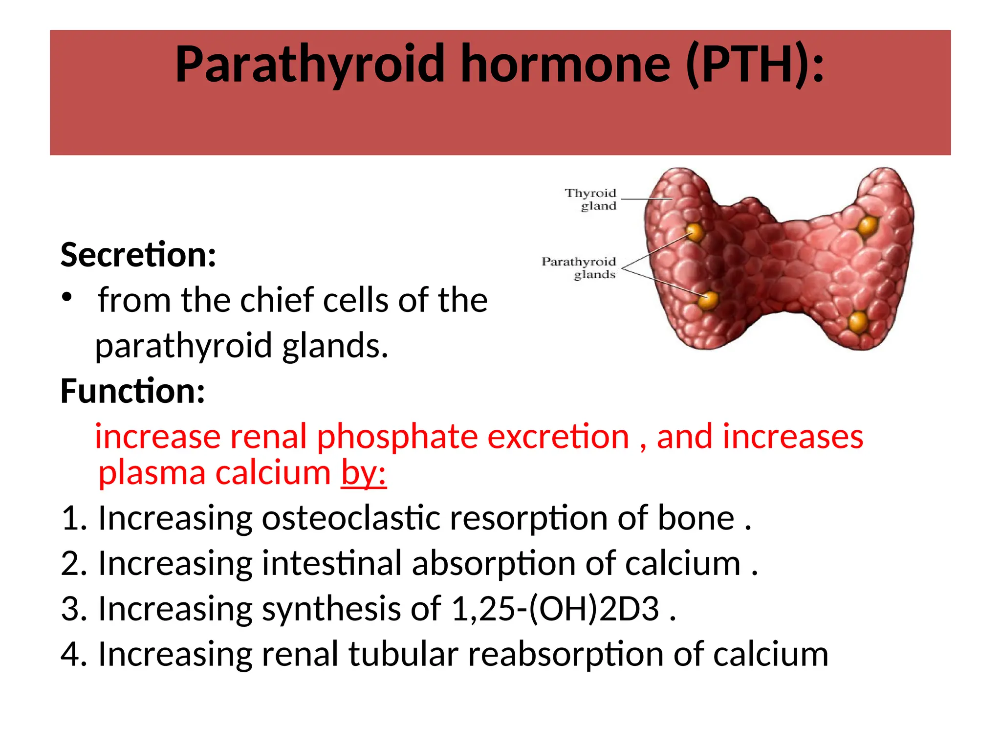 Parathyroid hormone (PTH):
Secretion:
• from the chief cells of the
parathyroid glands.
Function:
increase renal phosphate excretion , and increases
plasma calcium by:
1. Increasing osteoclastic resorption of bone .
2. Increasing intestinal absorption of calcium .
3. Increasing synthesis of 1,25-(OH)2D3 .
4. Increasing renal tubular reabsorption of calcium
 