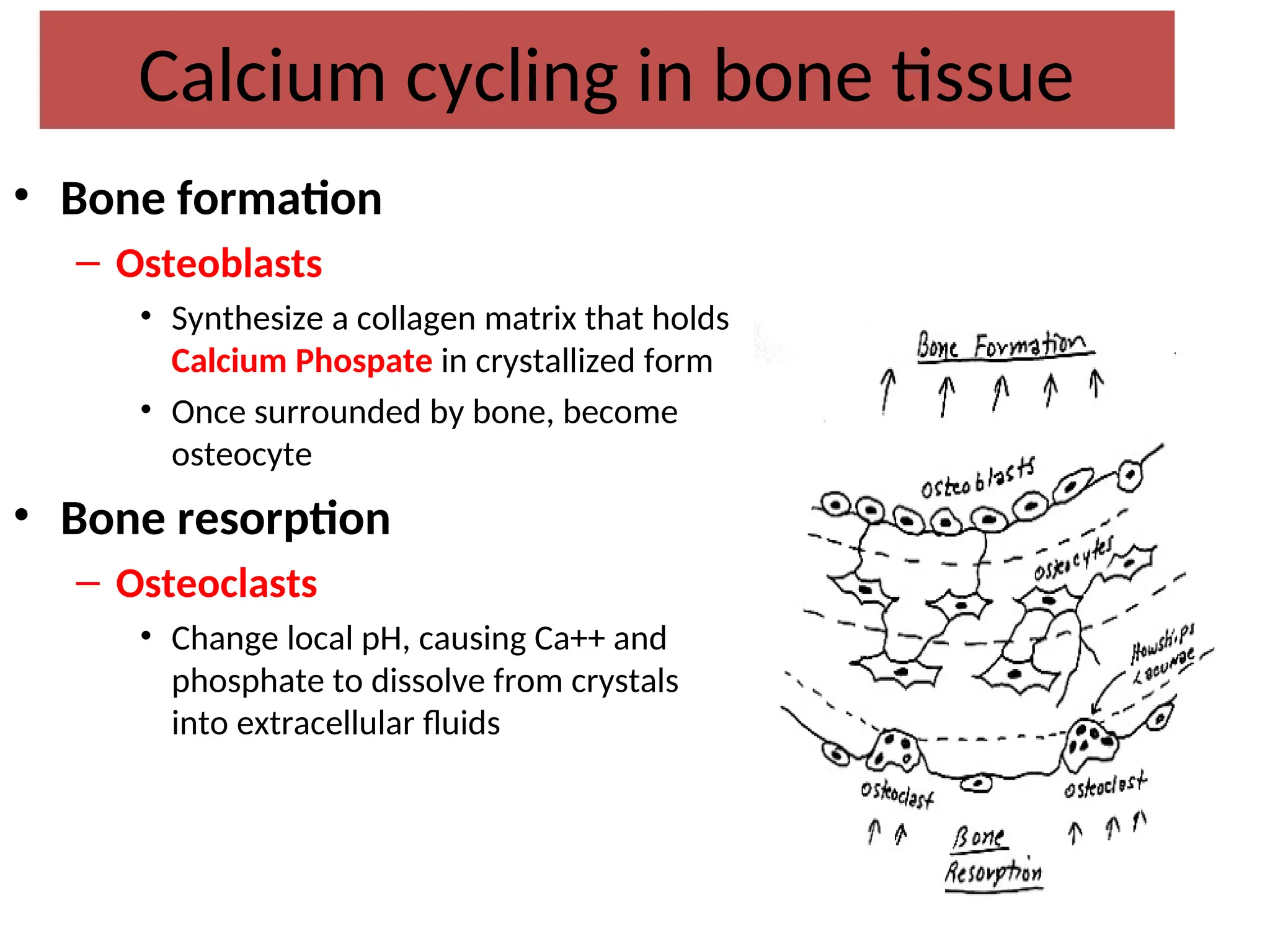 Calcium cycling in bone tissue
• Bone formation
– Osteoblasts
• Synthesize a collagen matrix that holds
Calcium Phospate in crystallized form
• Once surrounded by bone, become
osteocyte
• Bone resorption
– Osteoclasts
• Change local pH, causing Ca++ and
phosphate to dissolve from crystals
into extracellular fluids
 