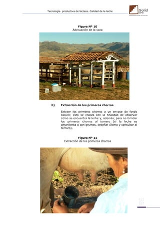Tecnología productiva de lácteos. Calidad de la leche 
Figura Nº 10 
Adecuación de la vaca 
b) Extracción de los primeros chorros 
Extraer los primeros chorros a un envase de fondo oscuro; esto se realiza con la finalidad de observar cómo se encuentra la leche y, además, para no brindar los primeros chorros al ternero (si la leche es amarillenta o con grumos, ordeñar último y consultar al técnico). 
Figura Nº 11 
Extracción de los primeros chorros 
 