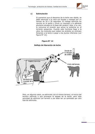 Tecnología productiva de lácteos. Calidad de la leche 
c) Estimulación 
Si queremos que el descenso de la leche sea rápido, se debe estimular a la vaca con lavado y masajes por un tiempo de 20 a 30 segundos. El masaje estimula los nervios en el pezón y envía un mensaje a la glándula pituitaria situada en la base del cerebro; ésta, a su vez, le comunica al corazón que active la oxitocina en el torrente sanguíneo. Cuando esta hormona llega a la ubre, los músculos que rodean los alvéolos se contraen forzando a la leche a pasar a los ductos inferiores (ver figura N° 12). 
Figura N° 12 
Reflejo de liberación de leche 
Pero, en algunos casos, se estimulan con el mismo ternero; el hocico del ternero estimula a que provoque la bajada de la leche; pero esta actividad de estímulo con ternero a pie debe ser ya cambiado por otro tipo de estímulos. 
 