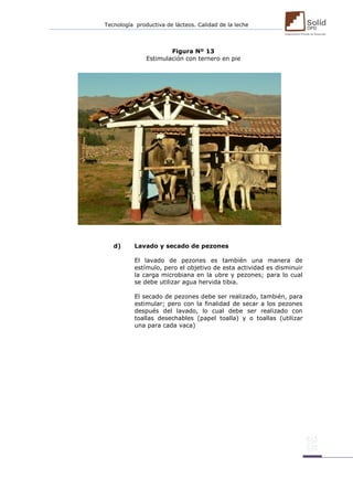 Tecnología productiva de lácteos. Calidad de la leche 
Figura Nº 13 
Estimulación con ternero en pie 
d) Lavado y secado de pezones 
El lavado de pezones es también una manera de estímulo, pero el objetivo de esta actividad es disminuir la carga microbiana en la ubre y pezones; para lo cual se debe utilizar agua hervida tibia. 
El secado de pezones debe ser realizado, también, para estimular; pero con la finalidad de secar a los pezones después del lavado, lo cual debe ser realizado con toallas desechables (papel toalla) y o toallas (utilizar una para cada vaca)  