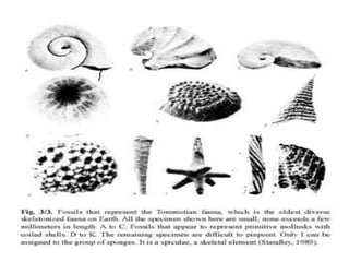 Ordovician Life Forms