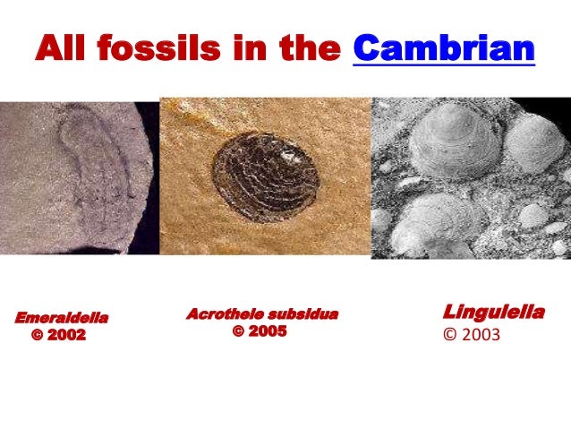 Cambrian-Ordovician Periods