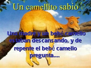 Un  camellito  sabio Una madre y un beb é  camello estaban descansando, y de repente el beb é  camello pregunta....  