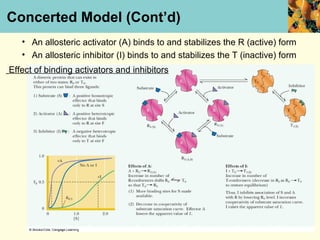 Concerted Model (Cont’d)
   • An allosteric activator (A) binds to and stabilizes the R (active) form
   • An allosteric inhibitor (I) binds to and stabilizes the T (inactive) form
Effect of binding activators and inhibitors
 
