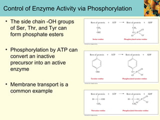 Control of Enzyme Activity via Phosphorylation

• The side chain -OH groups
  of Ser, Thr, and Tyr can
  form phosphate esters

• Phosphorylation by ATP can
  convert an inactive
  precursor into an active
  enzyme

• Membrane transport is a
  common example
 