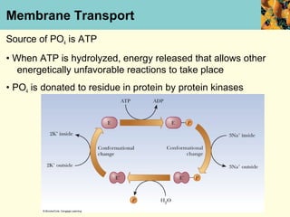 Membrane Transport
Source of PO4 is ATP
• When ATP is hydrolyzed, energy released that allows other
   energetically unfavorable reactions to take place
• PO4 is donated to residue in protein by protein kinases
 