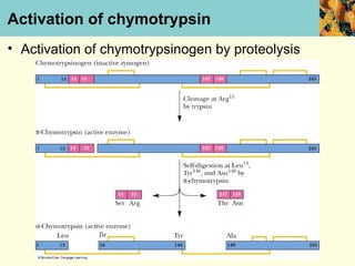 Activation of chymotrypsin
• Activation of chymotrypsinogen by proteolysis
 