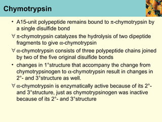 Chymotrypsin
  • A15-unit polypeptide remains bound to π-chymotrypsin by
    a single disulfide bond
  ∀ π-chymotrypsin catalyzes the hydrolysis of two dipeptide
    fragments to give α-chymotrypsin
  ∀ α-chymotrypsin consists of three polypeptide chains joined
    by two of the five original disulfide bonds
  • changes in 1°structure that accompany the change from
    chymotrypsinogen to α-chymotrypsin result in changes in
    2°- and 3°structure as well.
  ∀ α-chymotrypsin is enzymatically active because of its 2°-
    and 3°structure, just as chymotrypsinogen was inactive
    because of its 2°- and 3°structure
 