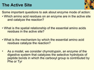 The Active Site
Some important questions to ask about enzyme mode of action:
• Which amino acid residues on an enzyme are in the active site
   and catalyze the reaction?

• What is the spatial relationship of the essential amino acids
   residues in the active site?

• What is the mechanism by which the essential amino acid
   residues catalyze the reaction?

•   As a model, we consider chymotrypsin, an enzyme of the
    digestive system that catalyzes the selective hydrolysis of
    peptide bonds in which the carboxyl group is contributed by
    Phe or Tyr
 