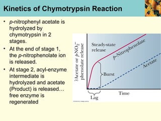 Kinetics of Chymotrypsin Reaction
• p-nitrophenyl acetate is
  hydrolyzed by
  chymotrypsin in 2
  stages.
• At the end of stage 1,
  the p-nitrophenolate ion
  is released.
• At stage 2, acyl-enzyme
  intermediate is
  hydrolyzed and acetate
  (Product) is released…
  free enzyme is
  regenerated
 