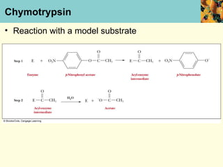 Chymotrypsin
• Reaction with a model substrate
 
