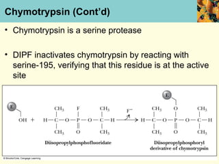 Chymotrypsin (Cont’d)
• Chymotrypsin is a serine protease

• DIPF inactivates chymotrypsin by reacting with
  serine-195, verifying that this residue is at the active
  site
 