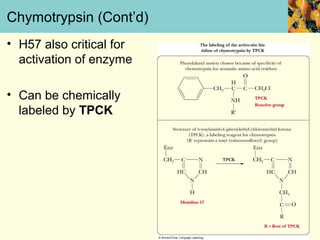 Chymotrypsin (Cont’d)
• H57 also critical for
  activation of enzyme

• Can be chemically
  labeled by TPCK
 