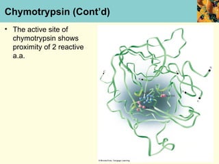 Chymotrypsin (Cont’d)
• The active site of
  chymotrypsin shows
  proximity of 2 reactive
  a.a.
 