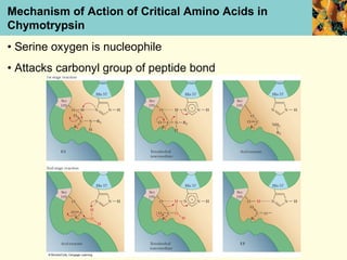 Mechanism of Action of Critical Amino Acids in
Chymotrypsin
• Serine oxygen is nucleophile
• Attacks carbonyl group of peptide bond
 