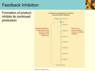 Feedback Inhibition
Formation of product
inhibits its continued
production
 