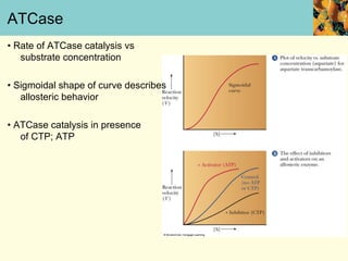 ATCase
• Rate of ATCase catalysis vs
   substrate concentration

• Sigmoidal shape of curve describes
   allosteric behavior

• ATCase catalysis in presence
   of CTP; ATP
 
