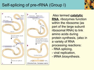 Self-splicing of pre-rRNA (Group I)

                            Also termed catalytic
                           RNA, ribozymes function
                           within the ribosome (as
                           part of the large subunit
                           ribosomal RNA) to link
                           amino acids during
                           protein synthesis, (also in
                           a variety of RNA
                           processing reactions:
                           - RNA splicing,
                           - viral replication,
                           - tRNA biosynthesis.
 