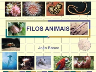 FILOS ANIMAIS 
João Bosco 
 