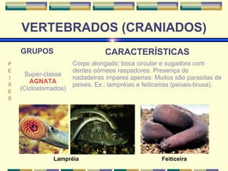 VERTEBRADOS (CRANIADOS) 
GRUPOS CARACTERÍSTICAS 
PEIXES 
Super-classe 
AGNATA 
(Ciclostomados) 
Corpo alongado; boca circular e sugadora com 
dentes córneos raspadores. Presença de 
nadadeiras ímpares apenas. Muitos são parasitas de 
peixes. Ex.: lampréias e feiticeiras (peixes-bruxa). 
Lampréia Feiticeira 
 