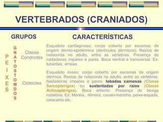 VERTEBRADOS (CRANIADOS) 
GRUPOS CARACTERÍSTICAS 
PEIXES 
GN 
ATOSTOMDOS 
Classe 
Condrictes 
Esqueleto cartilaginoso; corpo coberto por escamas de 
origem dermo-epidérmica (dentículos dérmicos). Restos de 
notocorda no adulto, entre as vértebras. Presença de 
nadadeiras ímpares e pares. Boca ventral e transversal. Ex: 
tubarões, arraias. 
Osteictes 
Esqueleto ósseo; corpo coberto por escamas de origem 
dérmica. Restos de notocorda no adulto, entre as vértebras. 
Nadadeiras ímpares e pares: lobadas carnosas (Classe 
Sarcopterígea) ou sustentadas por raios (Classe 
Actinopterígea). Boca anterior. Presença de bexiga 
natatória. Ex: Moréia, rêmora, cavalo-marinho, peixe-espada, 
celacanto etc. 
 