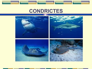 CONDRICTES 
 