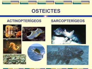 OSTEICTES 
ACTINOPTERÍGEOS SARCOPTERÍGEOS 
 