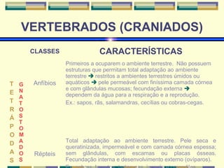VERTEBRADOS (CRANIADOS) 
T 
ET 
RÁP 
ODAS 
GNAT 
OST 
O 
MAD 
OS 
CLASSES CARACTERÍSTICAS 
Anfíbios 
Primeiros a ocuparem o ambiente terrestre. Não possuem 
estruturas que permitam total adaptação ao ambiente 
terrestre  restritos a ambientes terrestres úmidos ou 
aquáticos  pele permeável com finíssima camada córnea 
e com glândulas mucosas; fecundação externa  
dependem da água para a respiração e a reprodução. 
Ex.: sapos, rãs, salamandras, cecílias ou cobras-cegas. 
Répteis 
Total adaptação ao ambiente terrestre. Pele seca e 
queratinizada, impermeável e com camada córnea espessa; 
sem glândulas, com escamas ou placas ósseas. 
Fecundação interna e desenvolvimento externo (ovíparos). 
Ex: cobras, lagartos, tartarugas, jacarés e crocodilos. 
 