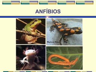 ANFÍBIOS 
 