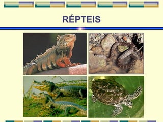 RÉPTEIS 
 