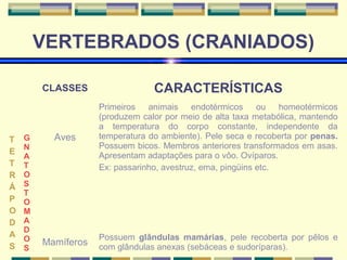 VERTEBRADOS (CRANIADOS) 
T 
ET 
RÁP 
ODAS 
GNAT 
OST 
O 
MADOS 
CLASSES CARACTERÍSTICAS 
Aves 
Primeiros animais endotérmicos ou homeotérmicos 
(produzem calor por meio de alta taxa metabólica, mantendo 
a temperatura do corpo constante, independente da 
temperatura do ambiente). Pele seca e recoberta por penas. 
Possuem bicos. Membros anteriores transformados em asas. 
Apresentam adaptações para o vôo. Ovíparos. 
Ex: passarinho, avestruz, ema, pingüins etc. 
Mamíferos Possuem glândulas mamárias, pele recoberta por pêlos e 
com glândulas anexas (sebáceas e sudoríparas). 
 