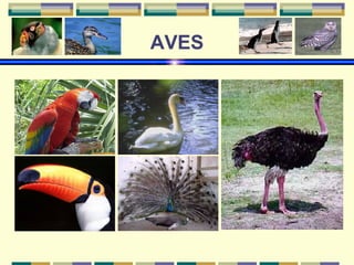 AVES 
 