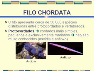 FILO CHORDATA 
O filo apresenta cerca de 50.000 espécies 
distribuídas entre protocordados e vertebrados. 
Protocordados  cordados mais simples, 
pequenos e exclusivamente marinhos  não são 
muito conhecidos (ascídia e anfioxo). 
Ascídia 
Anfioxo 
 