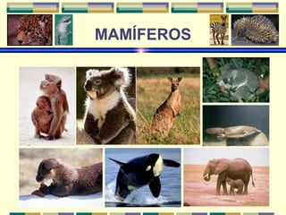 MAMÍFEROS 
 