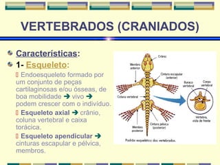 VERTEBRADOS (CRANIADOS) 
Características: 
1- Esqueleto: 
 Endoesqueleto formado por 
um conjunto de peças 
cartilaginosas e/ou ósseas, de 
boa mobilidade  vivo  
podem crescer com o indivíduo. 
 Esqueleto axial  crânio, 
coluna vertebral e caixa 
torácica. 
 Esqueleto apendicular  
cinturas escapular e pélvica, 
membros. 
 