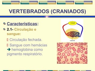 VERTEBRADOS (CRANIADOS) 
Características: 
2.1- Circulação e 
sangue: 
 Circulação fechada. 
 Sangue com hemácias 
 hemoglobina como 
pigmento respiratório. 
 