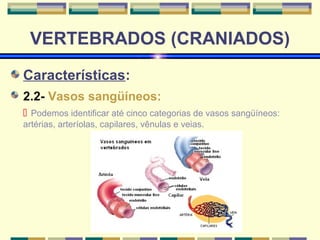 VERTEBRADOS (CRANIADOS) 
Características: 
2.2- Vasos sangüíneos: 
 Podemos identificar até cinco categorias de vasos sangüíneos: 
artérias, arteríolas, capilares, vênulas e veias. 
 