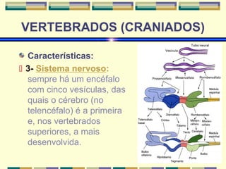 VERTEBRADOS (CRANIADOS) 
Características: 
 3- Sistema nervoso: 
sempre há um encéfalo 
com cinco vesículas, das 
quais o cérebro (no 
telencéfalo) é a primeira 
e, nos vertebrados 
superiores, a mais 
desenvolvida. 
 