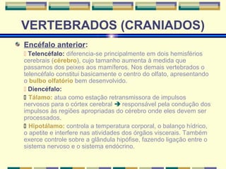 VERTEBRADOS (CRANIADOS) 
Encéfalo anterior: 
 Telencéfalo: diferencia-se principalmente em dois hemisférios 
cerebrais (cérebro), cujo tamanho aumenta à medida que 
passamos dos peixes aos mamíferos. Nos demais vertebrados o 
telencéfalo constitui basicamente o centro do olfato, apresentando 
o bulbo olfatório bem desenvolvido. 
 Diencéfalo: 
 Tálamo: atua como estação retransmissora de impulsos 
nervosos para o córtex cerebral  responsável pela condução dos 
impulsos às regiões apropriadas do cérebro onde eles devem ser 
processados. 
 Hipotálamo: controla a temperatura corporal, o balanço hídrico, 
o apetite e interfere nas atividades dos órgãos viscerais. Também 
exerce controle sobre a glândula hipófise, fazendo ligação entre o 
sistema nervoso e o sistema endócrino. 
 