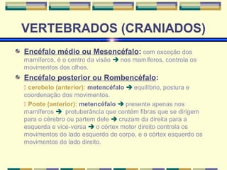 VERTEBRADOS (CRANIADOS) 
Encéfalo médio ou Mesencéfalo: com exceção dos 
mamíferos, é o centro da visão  nos mamíferos, controla os 
movimentos dos olhos. 
Encéfalo posterior ou Rombencéfalo: 
 cerebelo (anterior): metencéfalo  equilíbrio, postura e 
coordenação dos movimentos. 
 Ponte (anterior): metencéfalo  presente apenas nos 
mamíferos  protuberância que contém fibras que se dirigem 
para o cérebro ou partem dele  cruzam da direita para a 
esquerda e vice-versa  o córtex motor direito controla os 
movimentos do lado esquerdo do corpo, e o córtex esquerdo os 
movimentos do lado direito. 
 