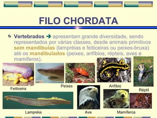 FILO CHORDATA 
Vertebrados  apresentam grande diversidade, sendo 
representados por várias classes, desde animais primitivos 
sem mandíbulas (lampréias e feiticeiras ou peixes-bruxa) 
até os mandibulados (peixes, anfíbios, répteis, aves e 
mamíferos). 
Feiticeira 
Lampréia 
Peixes Anfíbio 
Réptil 
Ave Mamíferos 
 