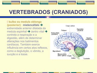 VERTEBRADOS (CRANIADOS) 
 bulbo ou medula oblonga 
(posterior): mielencéfalo  
extremidade anterior dilatada da 
medula espinhal  centro vital  
controla a respiração e a 
digestão, além de determinar 
alterações nos batimentos 
cardíacos. Também exerce 
influência em certos atos reflexos, 
como a deglutição, o vômito, a 
sucção e a tosse. 
 
